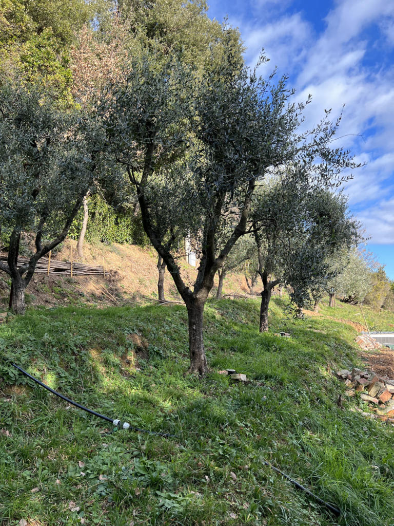 Der Olivenhain