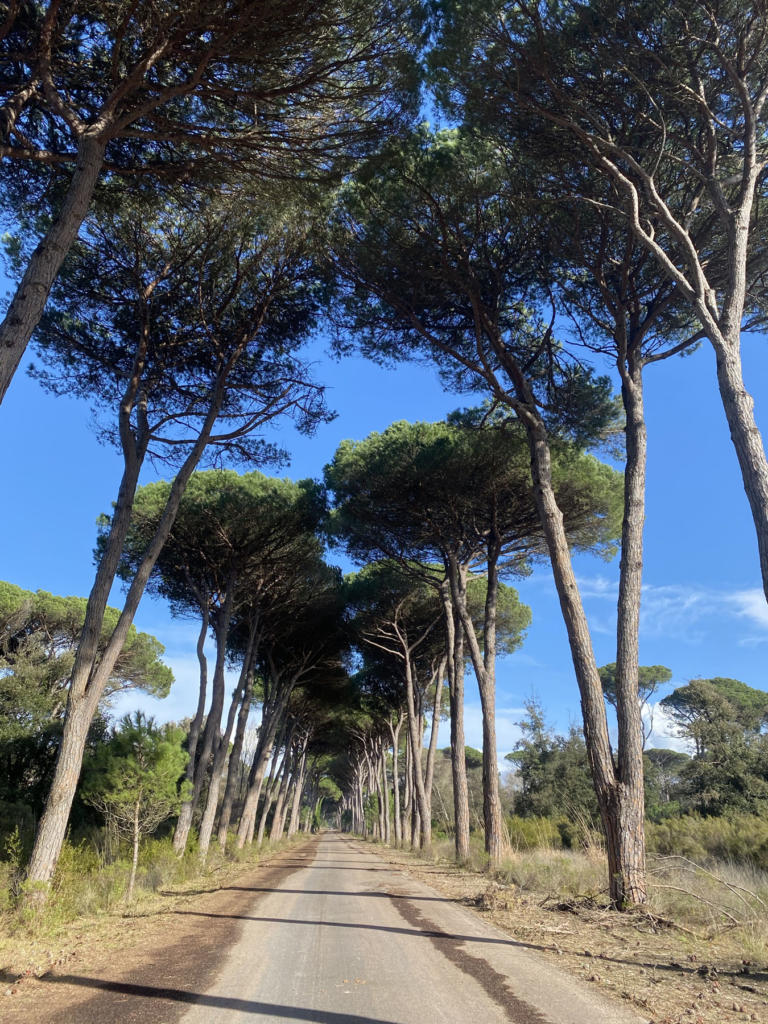 Parco di San Rossore